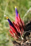 4733_Tillandsia.JPG