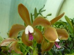 Cattleya porphyroglossa2.JPG