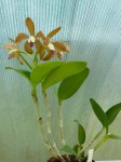 Cattleya porphyroglossa - rostlina.JPG