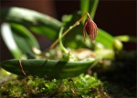 web.bulbophyllum stormii.jpg