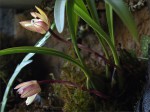 web.maxillaria.gracilis.habitus.jpg