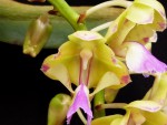 Aerides houlletiana 1.jpg