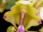 Aerides houlletiana 2.jpg