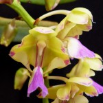 Aerides houlletiana 3.jpg