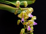 Aerides houlletiana 4.jpg