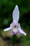 4775_Pogonia.JPG