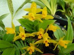 Lycaste aromatica.JPG