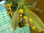 Sigmatostalix guatemalensis1.JPG
