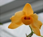 Dendrobium moschatum.jpg