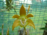 Dendrobium fleckerii.JPG