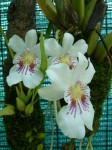 Miltoniopsis phalaenopsis A.JPG