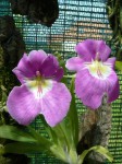 Miltoniopsis bismarkii var. JosephinaJPG.JPG