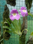 Miltoniopsis bismarkii var. Josephina-rostlina.JPG