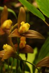 Lycaste_lasioglossa_12-0826-web.jpg