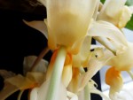 Stanhopea graveolens 1.jpg