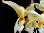 Stanhopea graveolens 2.jpg