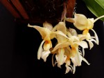 Stanhopea graveolens 3.jpg