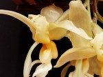 Stanhopea graveolens 5.jpg