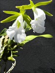 Encyclia mariae1.jpg
