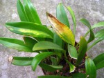 Masdevallia2.jpg