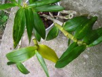 Dendrobium.jpg