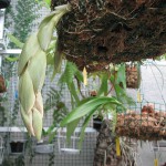 Poupata Stanhopea.jpg