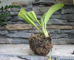 Bulbophyllum sulawesii.jpg