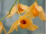 Dendrobium moschatum2.jpg