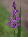 gladiolus_imbricatus.jpg