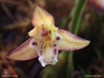 web.maxillaria.cerifera.jpg