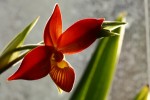 phragmipedium_besseae.jpg