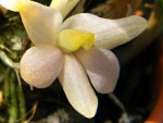 Dendrobium laevifolium2.jpg