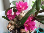 133_Dendrobium laevifolium_0712_DSCF9323a.jpg