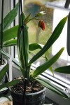 phragmipedium_besseae cela.jpg