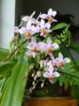 Phal.equestris1.JPG