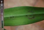 Cattleya virus negative.jpg