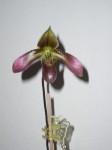 paphiopedilum hainanense.JPG