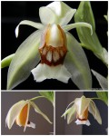 Coelogyne septemcostata koláž.jpg