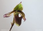 web.paphiopedilum.superbiens.jpg