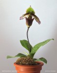 web.paph.superb.habitus.jpg