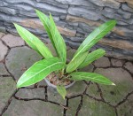 Anthurium sp. Guatemala.jpg