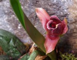 web.maxillaria.nigrescens.II.jpg