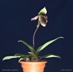 web.paph.superbiens.habitus.jpg