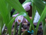 Pln.-scopulorum_09a.jpg