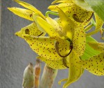 Cycnoches barthiorum.jpg