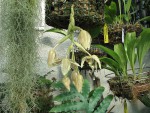 STANHOPEA.jpg