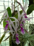 Encyclia adenocaula1.JPG