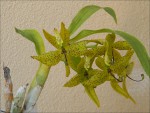 Cycnoches barthiorum2.jpg