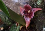 web.maxillaria.nigr..jpg