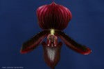 12-07-28 Paph. Colorado x Kevins Wine.jpg